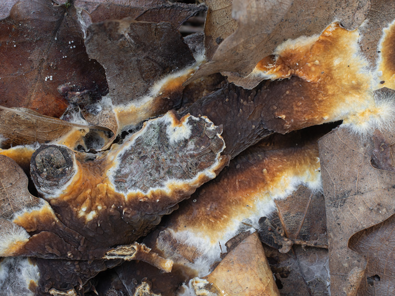 Coniophora fusispora